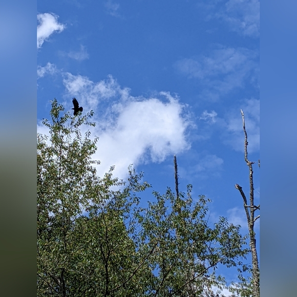 Crafted In West Virginia - Picture 11 of 16